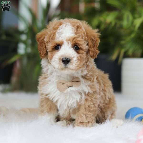 Blake, Maltipoo Puppy